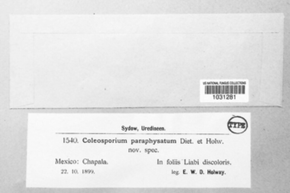 Coleosporium paraphysatum image